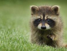 开云体育app-阿克冠军级表现闪耀全场，苏格兰战术精妙轻取冰岛