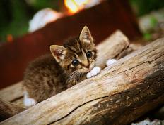 开云下载-逆袭之翼，秘鲁轻取西班牙背后的美加墨世界杯新秩序