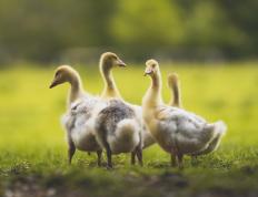 开云体育-恩比德末节定乾坤，火箭多点开花压制奇才