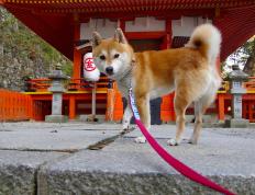 开云官网-神话再临！希腊掀翻法国巨人，迪马利亚利剑出鞘无人可挡