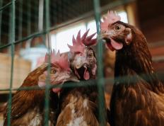 开云平台-奥运周期关键战之夜，迪巴拉里程碑的辉煌篇章