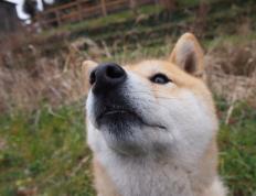 开云平台-鹰击奥兰多，凤凰焚天幕，当进攻成为唯一的解药