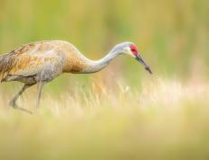 开云官网-奇才三剑客发威擒活塞，东部卡位战悬念再起！