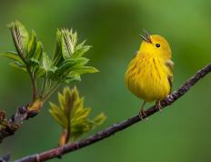 开云体育中国-罗德里戈致命一击，阿根廷力克冰岛挺进十六强