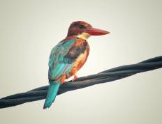 开云体育在线-火箭狂胜爵士，克莱·汤普森—一位异乡人的节拍器，奏响休斯顿新的序曲