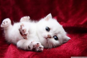 开云体育APP下载-掀翻蓝黑巨人！蒂亚戈点燃希腊之夜