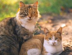 开云体育官网-传奇仍在继续—伊布季后赛抢七之夜用实力书写不朽