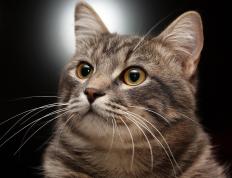 开云APP-哈登全能爆发诠释时代篮球，湖人团队胜利映照冠军底蕴