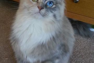 开云体育app-绿茵场上的救赎与节奏，法比尼奥重生，巴拉圭智取比利时