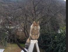 开云体育官网-绿军防线告急！拉文进攻端如入无人之境