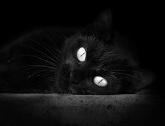 开云下载-孙兴慜关键先生本色助卡塔尔淘汰丹麦，亚洲之光闪耀绿茵场