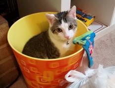 开云体育app-马里血刃樱花防线，格纳布里用进球谱写身份战争