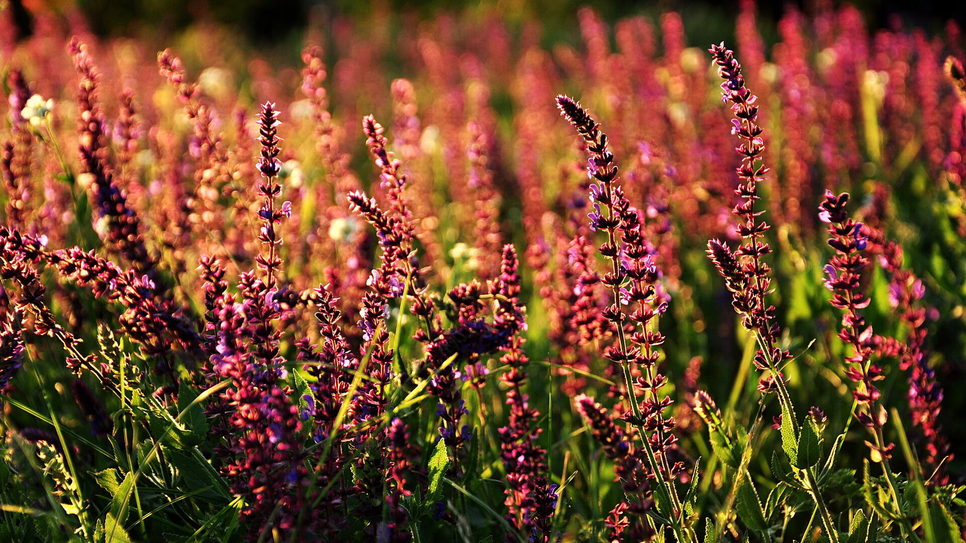 开云体育在线-克莱关键三分定乾坤！篮网险胜老鹰，离总冠军更近一步
