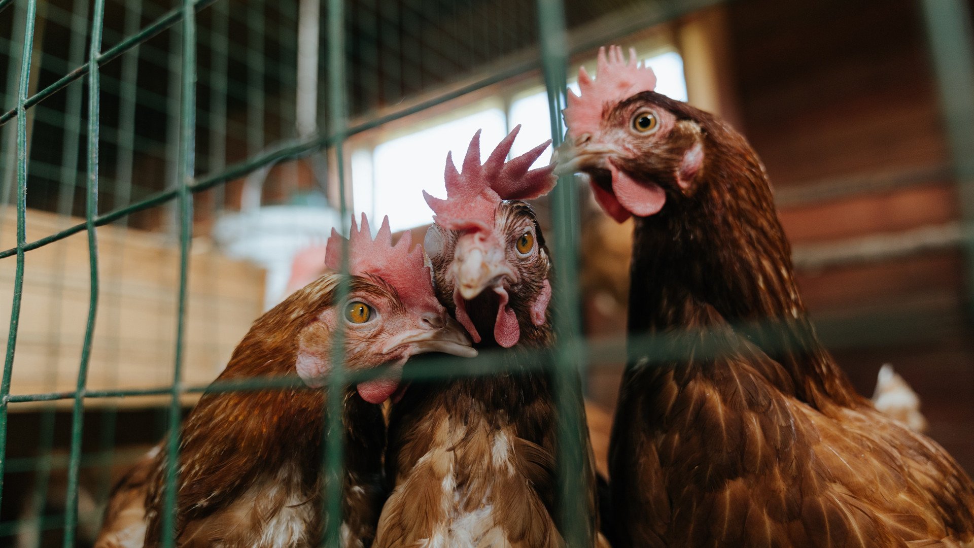 开云平台-状元新星闪耀麦迪逊，文班亚马30+10引爆纽约