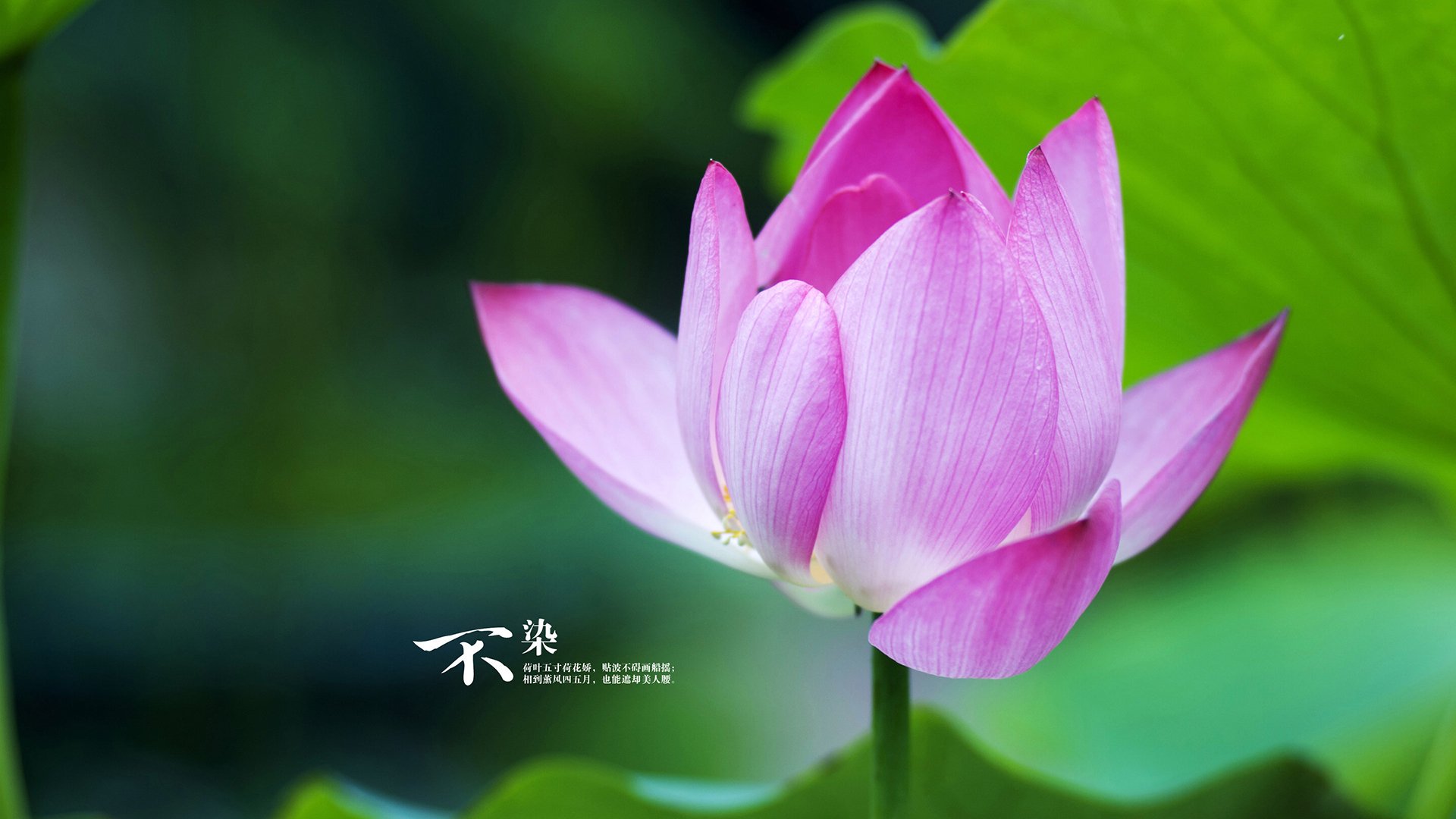 开云体育登录-午夜钟响时，站在世界中心的那个小人物—范弗利特大场面先生养成记