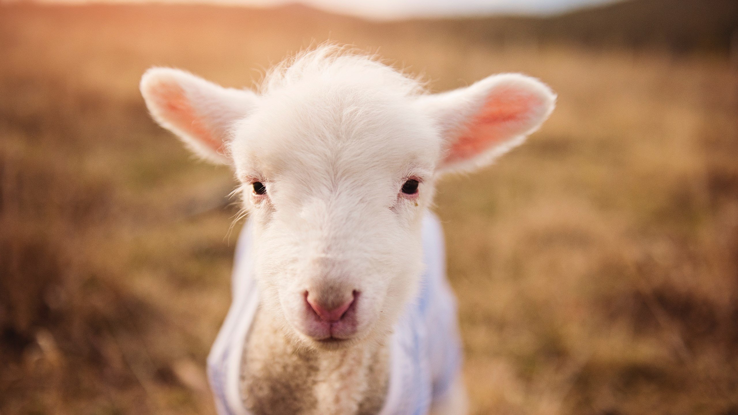 开云体育app-凯塞多爆发引领中场革命，厄瓜多尔爆冷击败西班牙震撼足坛