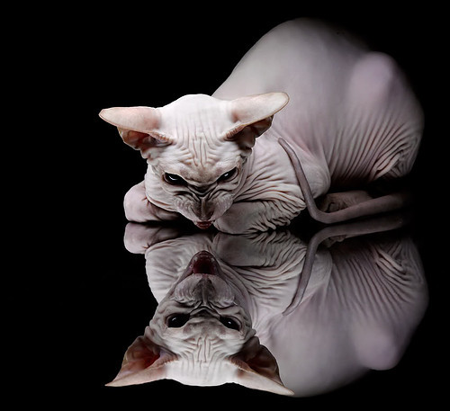 开云体育-跨越疆界的霸业，从深圳新翼到紫金王座