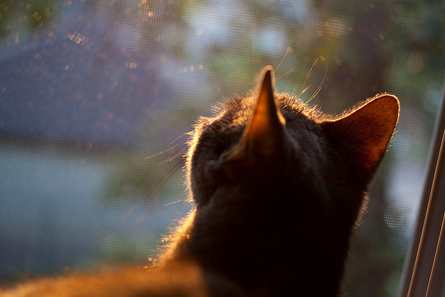 开云体育平台APP-绿茵风暴，卡瓦哈尔进攻端无人可挡，中国队惜败波兰展现顽强斗志