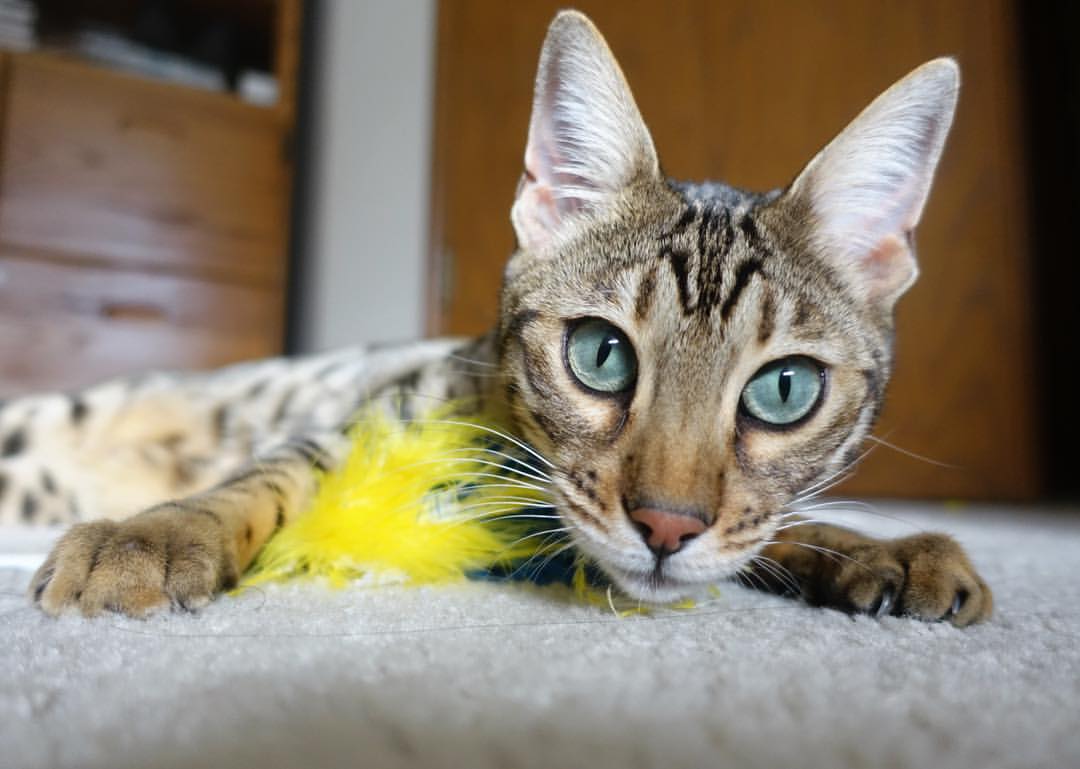 开云体育APP下载-布克关键时刻闪耀,马刺史诗级翻盘凯尔特人