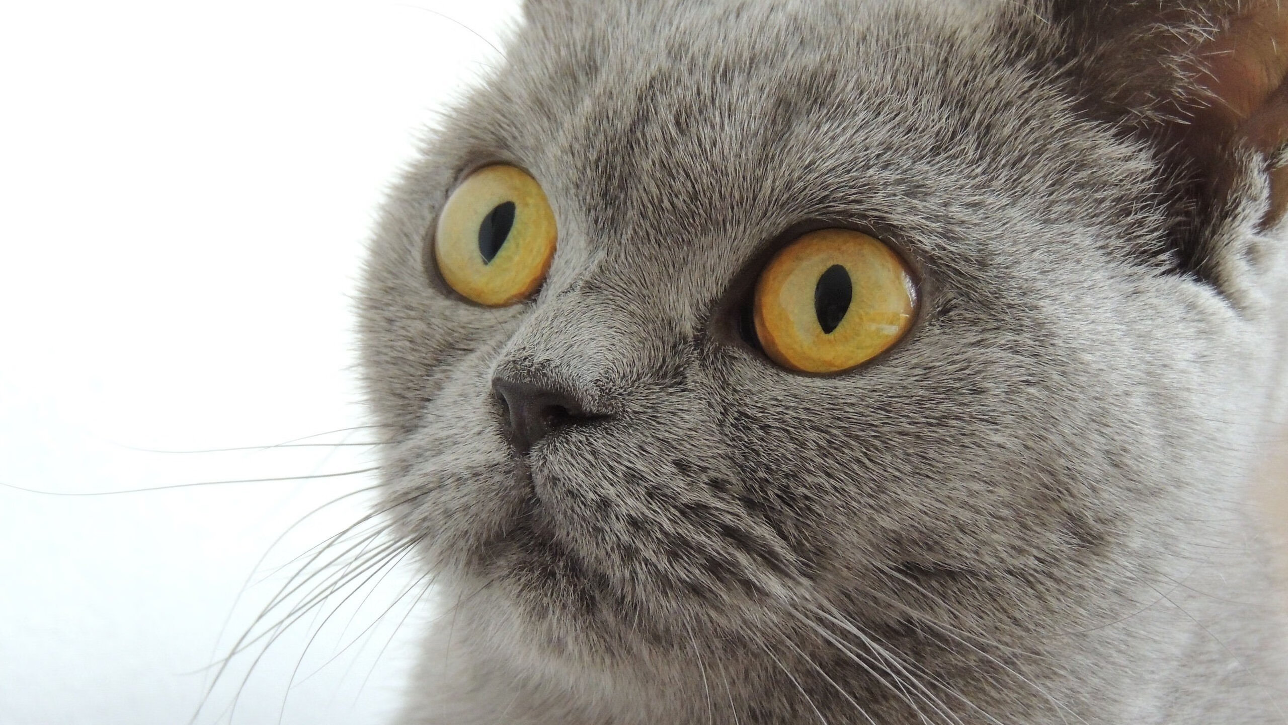 开云平台-奥亚尔萨瓦尔梅开二度闪耀全场，马里战术完胜3-0压制丹麦