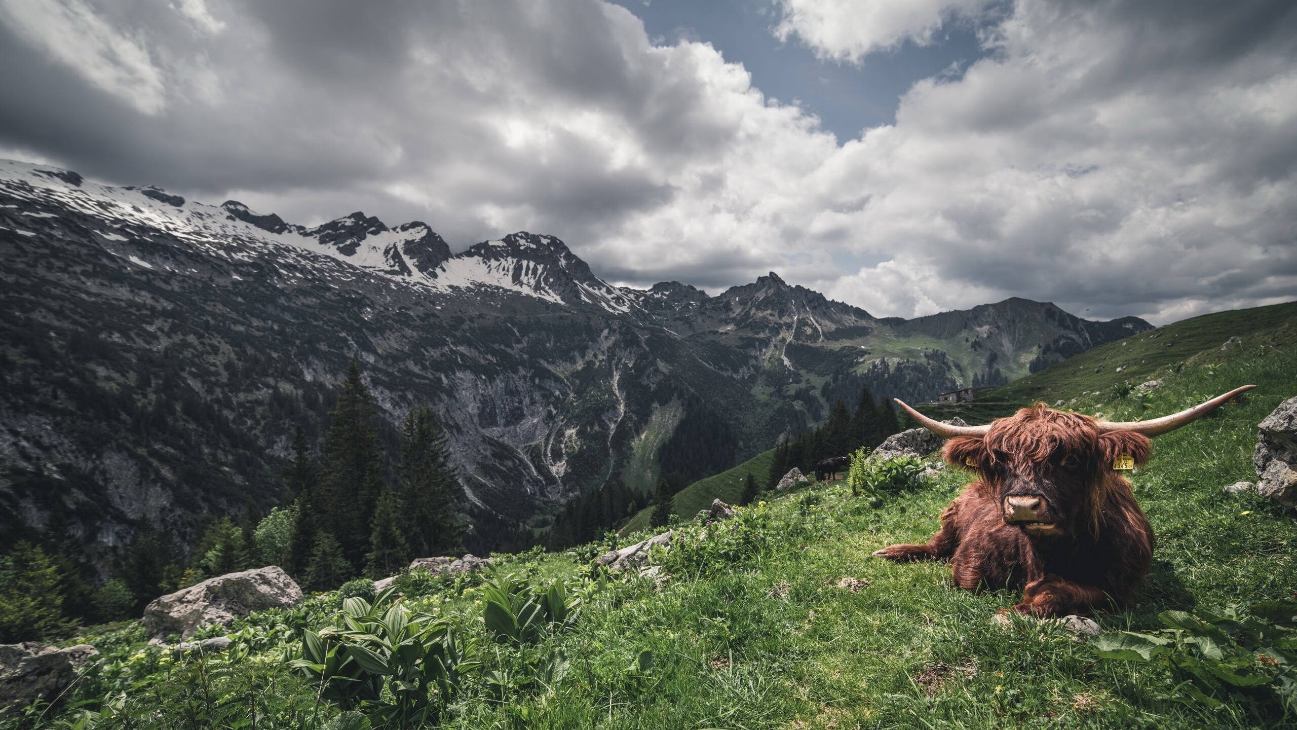 开云体育在线-终极对峙，范弗利特关键时刻的一剑封喉