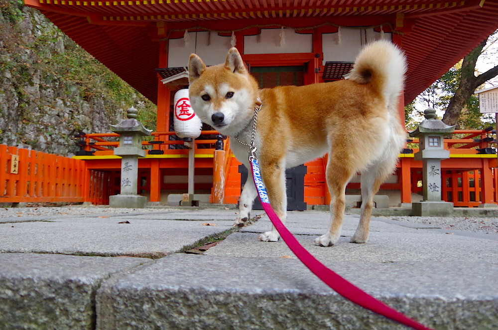 开云下载-欧冠炼狱主场见证,多特蒙德横扫克罗地亚,凯恩数据全面爆炸宣告新神降临