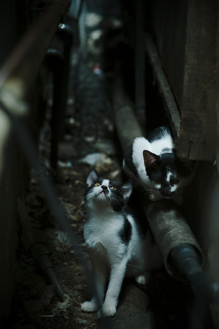 开云体育官方网站-锡安单骑救主!国王淘汰尼克斯晋级下一轮