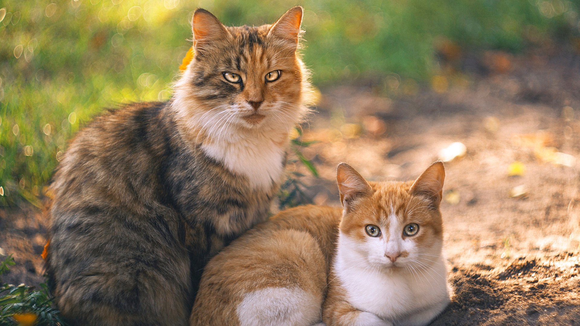 开云体育APP下载-无声处的惊雷,马丁内利在鏖战中完成自我救赎