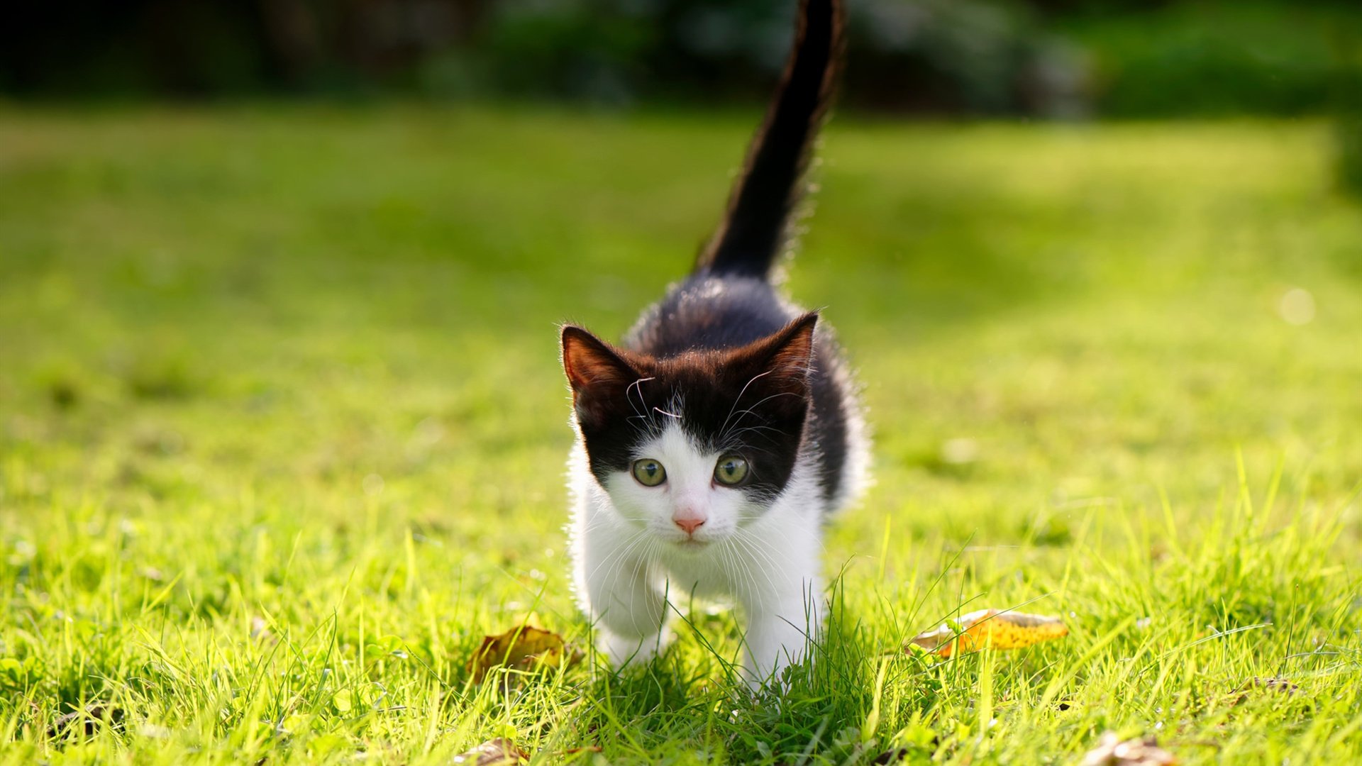 开云体育官网-布克狂砍但难敌雷霆,巨星个人与团队浪潮的终极对决