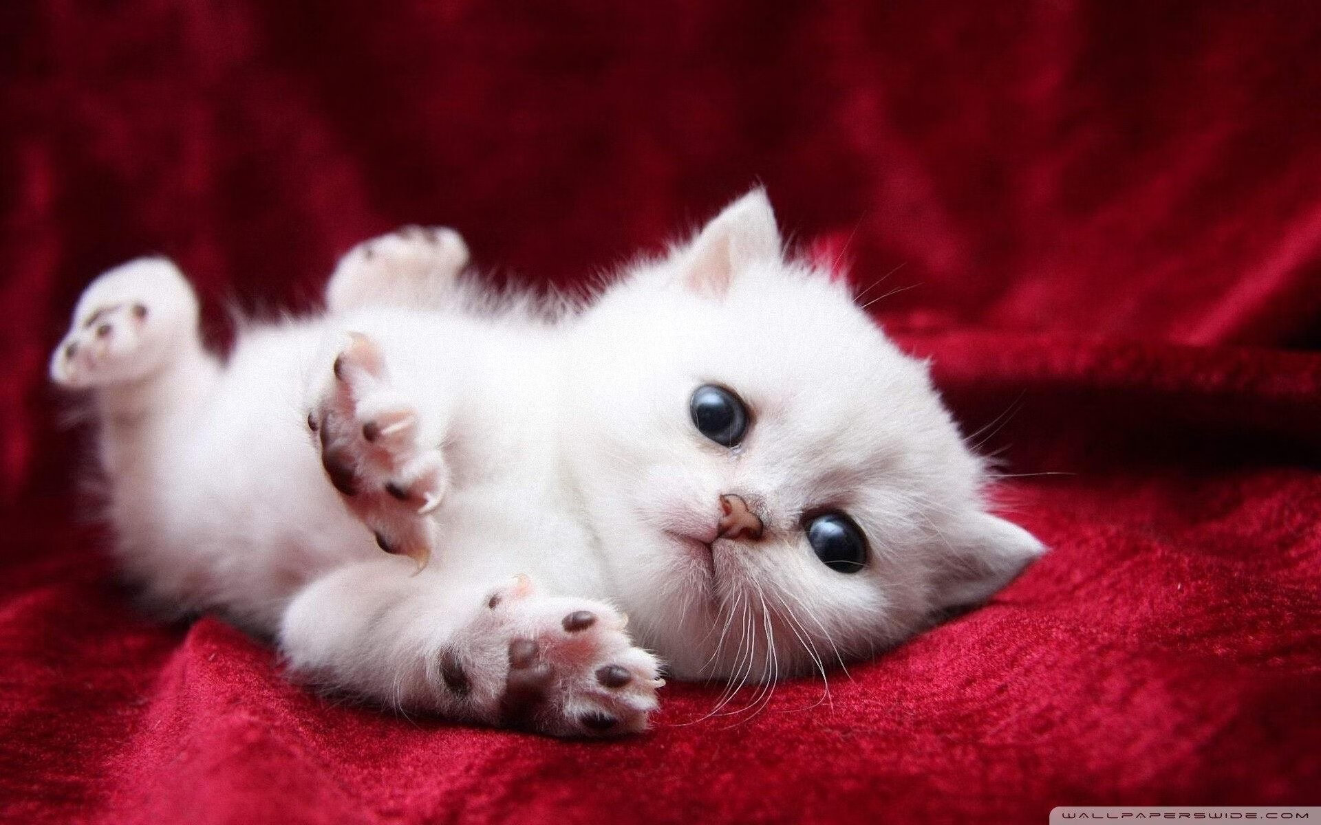 开云体育APP下载-掀翻蓝黑巨人！蒂亚戈点燃希腊之夜