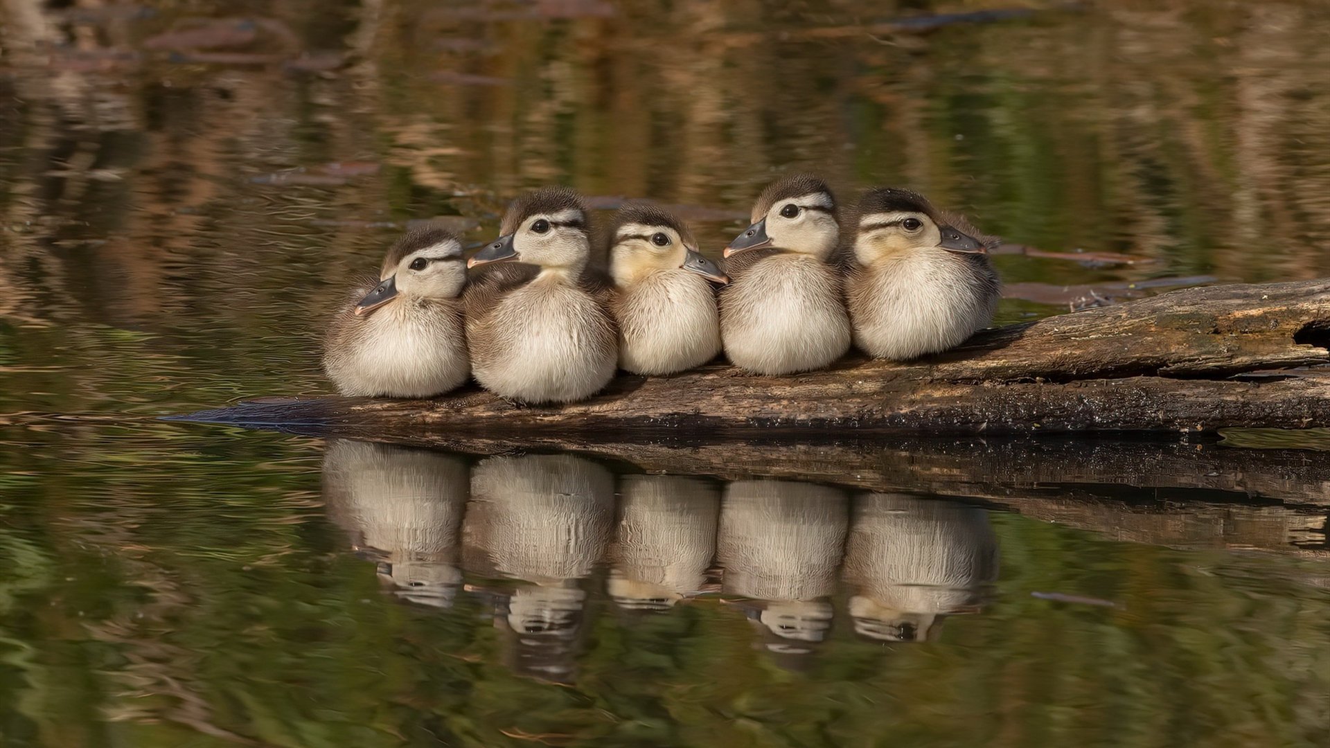 开云官网-金字塔火力全开，孔德高能输出引领埃及碾压荷兰