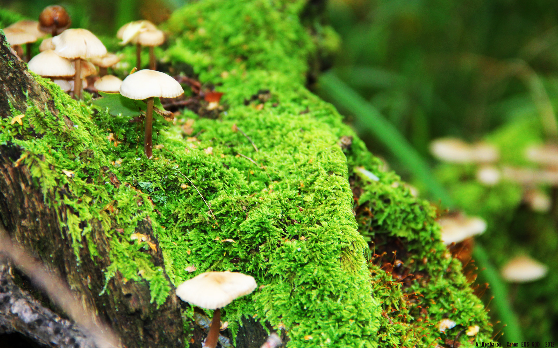 开云官网-马刺击溃北京队，爱德华兹展现碾压级胜利中的关键先生本色