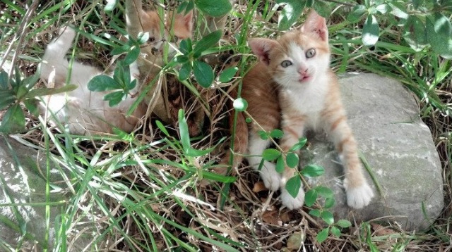 开云下载-里程碑之夜，戈贝尔两万分引领绿军大胜魔术